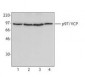 VCP Antibody (clone 4G9)